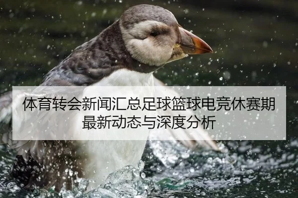 体育转会新闻汇总足球篮球电竞休赛期最新动态与深度分析